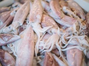 Apa Perbedaan Cumi-cumi dan Sotong? Ini Penjelasannya Apa Perbedaan Cumi-cumi dan Sotong? Ini Penjelasannya