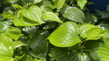 Kenapa Bentuk Daun Bisa Berbeda-beda? Ternyata Ini Alasannya