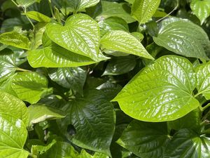 Apa Itu Klorofil yang Menyebabkan Daun Berwarna Hijau? Ini Fungsi dan Jenisnya Apa Itu Klorofil yang Menyebabkan Daun Berwarna Hijau? Ini Fungsi dan Jenisnya