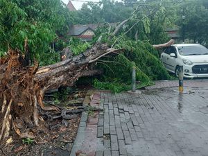 Pohon Sono Tumbang Timpa Mobil di Gresik Imbas Hujan Disertai Angin Kencang Pohon Sono Tumbang Timpa Mobil di Gresik Imbas Hujan Disertai Angin Kencang
