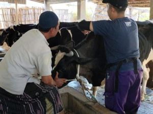 Populasi Sapi Perah di Pasuruan Terus Anjlok Imbas Penyakit Mulut dan Kuku Populasi Sapi Perah di Pasuruan Terus Anjlok Imbas Penyakit Mulut dan Kuku