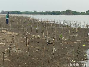 Cerita Penemuan Pulau Arnavat di Demak, Bermula dari Penanaman Mangrove