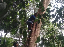 Terempas Angin, Penerjun Paralayang di Cilegon Nyangkut di Pohon 25 Meter