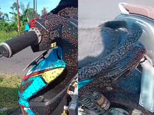 Kala Lalat-lalat Menyerbu Kintamani hingga Disorot Sandiaga Uno Kala Lalat-lalat Menyerbu Kintamani hingga Disorot Sandiaga Uno