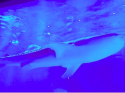 Sisa Gempa Jepang, Taman Akuarium Noto Kehilangan Hiu Paus