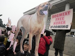 Sah! Daging Anjing Terlarang Diedarkan di Korea Selatan