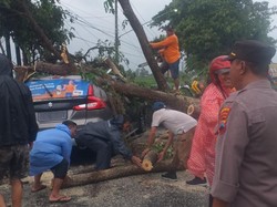 Pohon Trembesi Tumbang Timpa Mobil di Jalur Kalikotes-Trucuk Klaten