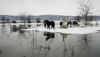 Momen Evakuasi Ratusan Hewan di Serbia yang Berhari-hari Terjebak Banjir