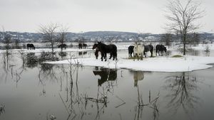 Momen Evakuasi Ratusan Hewan di Serbia yang Berhari-hari Terjebak Banjir