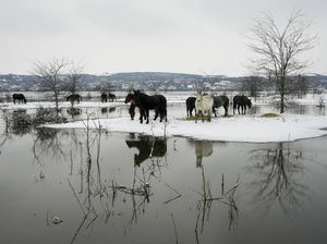Momen Evakuasi Ratusan Hewan di Serbia yang Berhari-hari Terjebak Banjir