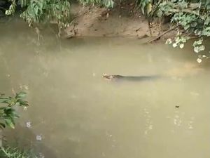 Bocah di Muna Barat Hilang Usai Diterkam Buaya Saat Mancing di Sungai Bocah di Muna Barat Hilang Usai Diterkam Buaya Saat Mancing di Sungai