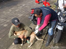 Dinas Pertanian Badung Anggarkan Rp 2,5 Miliar untuk Penanganan Rabies 2024