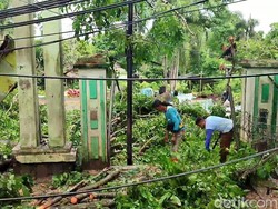 Diterjang Angin Kencang, Pohon Raksasa di Palembang Tumbang