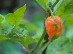 30 Detik untuk Lahap 10 Cabe Setan