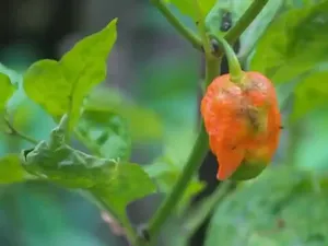 30 Detik untuk Lahap 10 Cabe Setan 30 Detik untuk Lahap 10 Cabe Setan