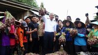 Turun ke Sawah, Ganjar Tampung Curhat Petani Bawang Merah di Brebes