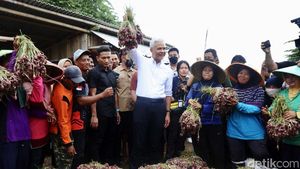 Turun ke Sawah, Ganjar Tampung Curhat Petani Bawang Merah di Brebes