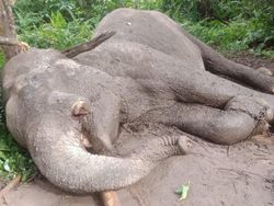 Satwa-Satwa Mati di Medan Zoo dan TN Tesso Nilo nan Mengiris Hati