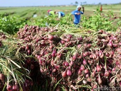 Tekan Inflasi, Pemkot Palembang Pasok Bawang Merah dari Brebes