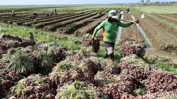 Intip Kesibukan Petani saat Panen Bawang Merah di Brebes