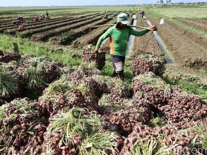 Intip Kesibukan Petani saat Panen Bawang Merah di Brebes