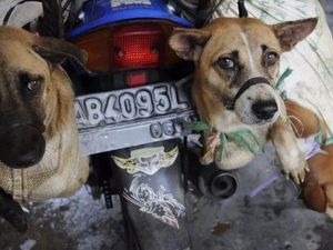 Banyak Anjing Peliharaan Hilang, Berkorelasi dengan Perdagangan? Banyak Anjing Peliharaan Hilang, Berkorelasi dengan Perdagangan?