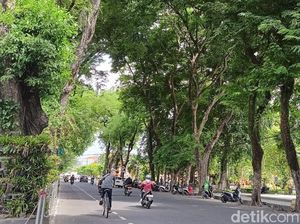 Pemkot Denpasar Asuransikan 41.150 Pohon Perindang