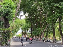 Pemkot Denpasar Asuransikan 41.150 Pohon Perindang