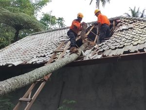 Tertimpa Pohon Tumbang Akibat Angin Kencang, Rumah-Pura Rusak Tertimpa Pohon Tumbang Akibat Angin Kencang, Rumah-Pura Rusak