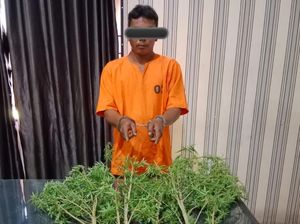Pria di Karo Ditangkap gegara Tanam Ganja di Ladang Pria di Karo Ditangkap gegara Tanam Ganja di Ladang