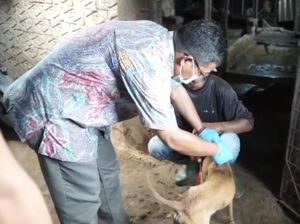 Heboh Pengiriman Anjing, Pemkab Subang Turun Tangan ke Penampungan