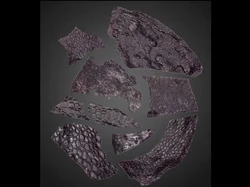 Fosil Kulit Tertua Ditemukan, Lebih Tua dari Mbahnya Dinosaurus