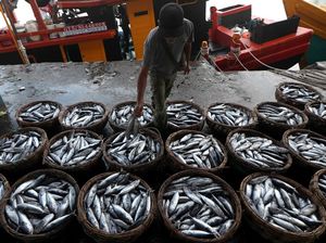 Harga Sembako Jogja Hari Ini 2 November 2024: Tongkol Rp32 Ribu Sekilo