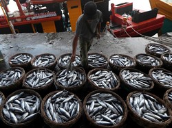 Harga Sembako Jogja Hari Ini 2 November 2024: Tongkol Rp32 Ribu Sekilo