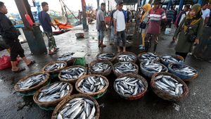 Kasihan Nelayan, Harga Ikan Tongkol Anjlok dari Rp 20.000/Kg Jadi Rp 1.500/Kg