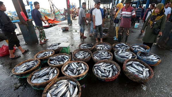 Kasihan Nelayan, Harga Ikan Tongkol Anjlok dari Rp 20.000/Kg Jadi Rp 1.500/Kg
