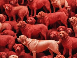 15 Kabupaten dan Kota di Jabar yang Larang Perdagangan Daging Anjing