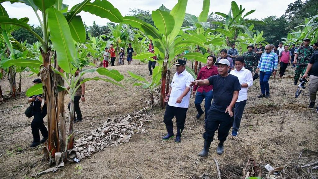 Kerja Keras Jadikan Sulsel Sebagai Penghasil Pisang Terbesar Dunia Kerja Keras Jadikan Sulsel Sebagai Penghasil Pisang Terbesar Dunia