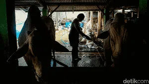 Menilik Proses Biogas: Energi dari Kotoran Sapi