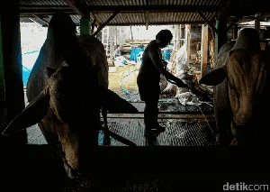 Menilik Proses Biogas: Energi dari Kotoran Sapi
