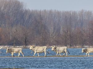 Kasihan, Kuda dan Sapi Ternak Terjebak di Pulau Kecil Imbas Sungai Meluap