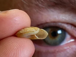 Siput Pemakan Daging Ditemukan di Papua Nugini