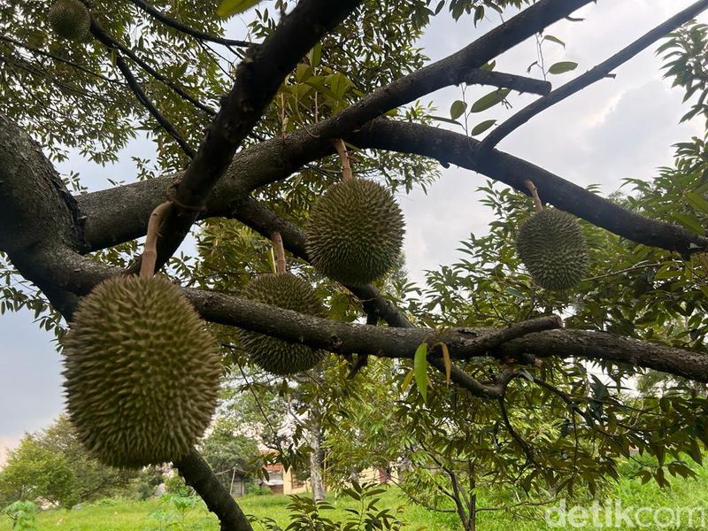 Kebun durian