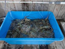 Peluang RI Jadi Bagian Rantai Pasok Lobster Global