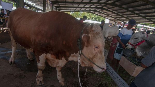 Melihat Kontes Sapi di Boyolali