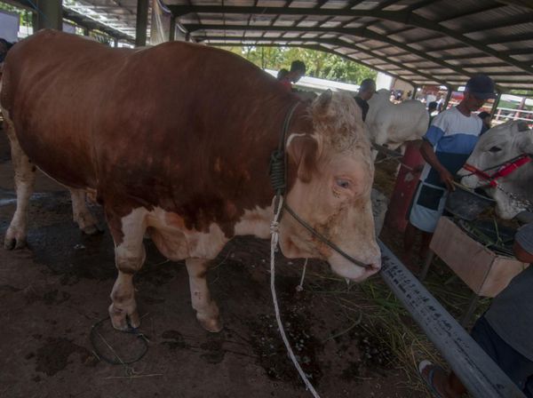Melihat Kontes Sapi di Boyolali