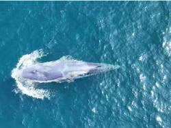 Paus Putih Langka Terlihat di Phuket, Turis Sampai Terpukau