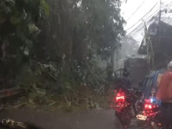 Pohon Tumbang di Depok Akibat Hujan, Polisi Pastikan Tak Ada Korban Tertimpa