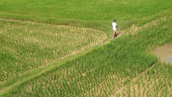 100 Hektare Sawah di Aceh Terancam Gagal Panen