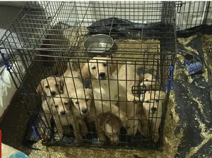 Rumah Airbnb Kacau Dipenuhi Kotoran, Anjing, dan Sampah